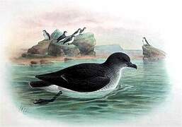 Common Diving Petrel