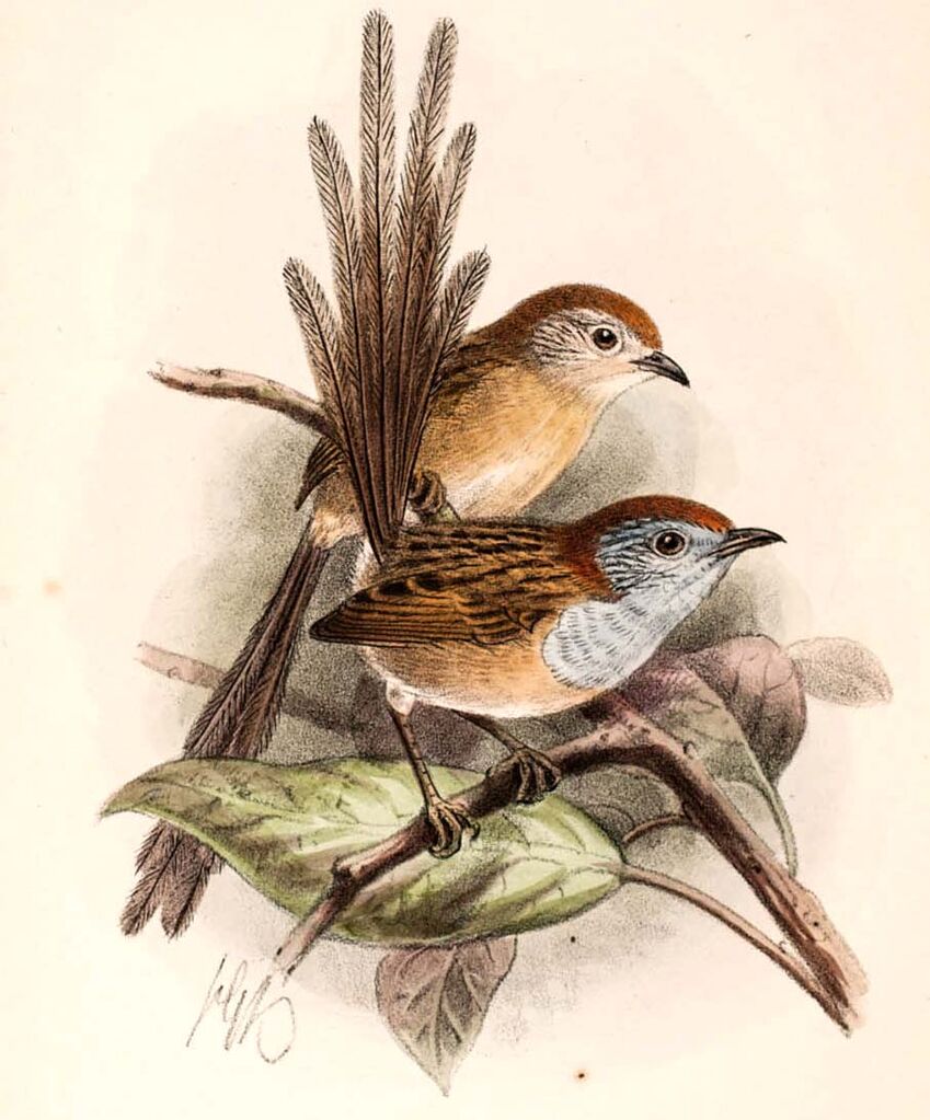 Rufous-crowned Emu-wren