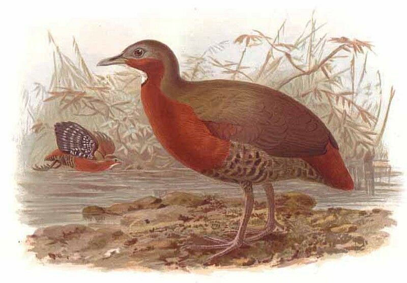 Madagascan Wood Rail