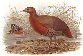 Madagascar Forest Rail