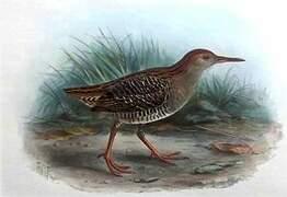 Lewin's Rail