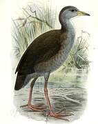 Brown Crake