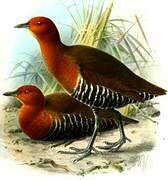 Slaty-legged Crake