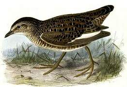 Swinhoe's Rail