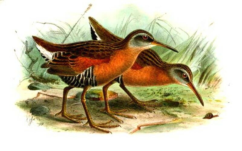 Virginia Rail