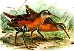 Virginia Rail