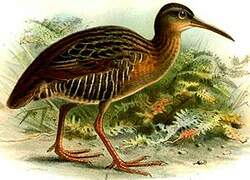 Mangrove Rail