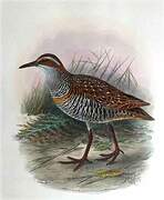 Buff-banded Rail