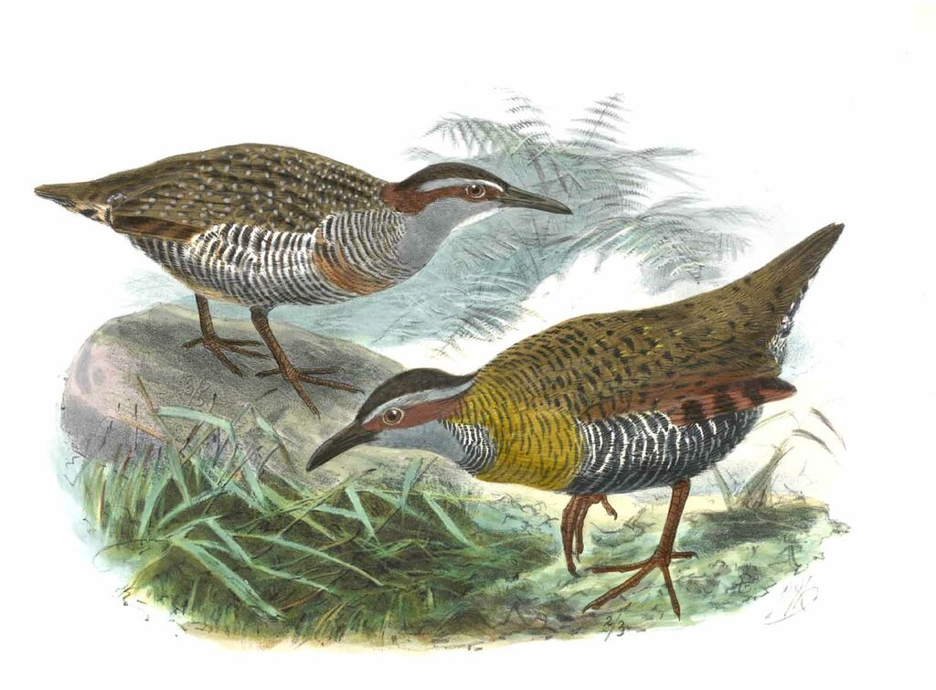 Buff-banded Rail