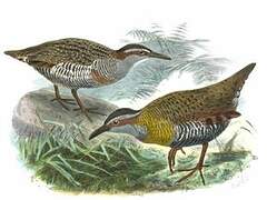 Buff-banded Rail