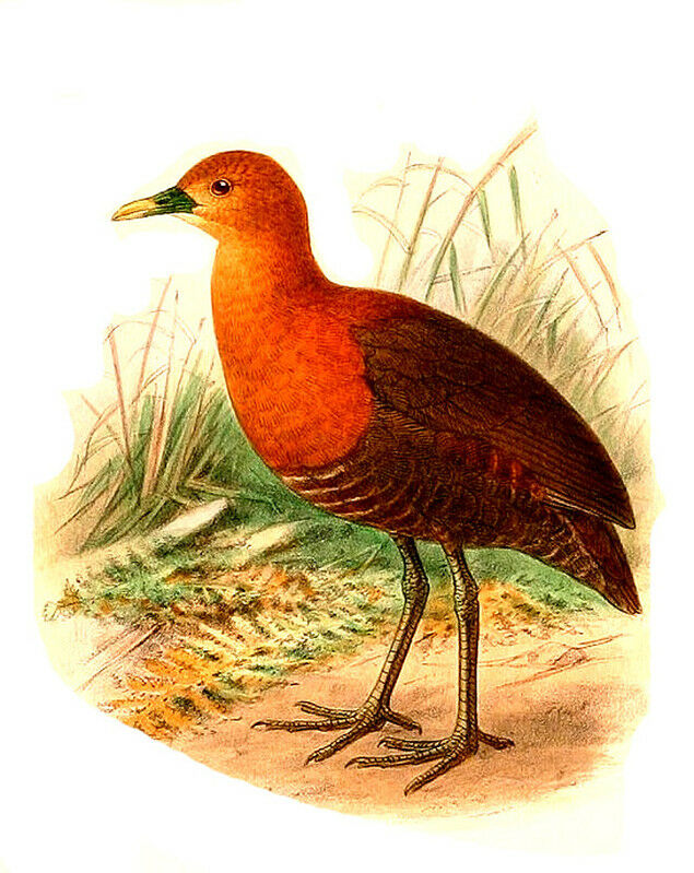 Red-necked Crake