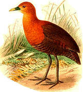 Red-necked Crake