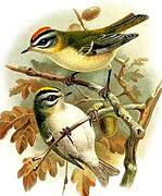 Common Firecrest