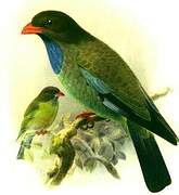 Oriental Dollarbird