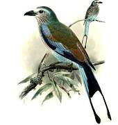 Racket-tailed Roller