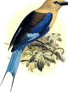 Blue-bellied Roller