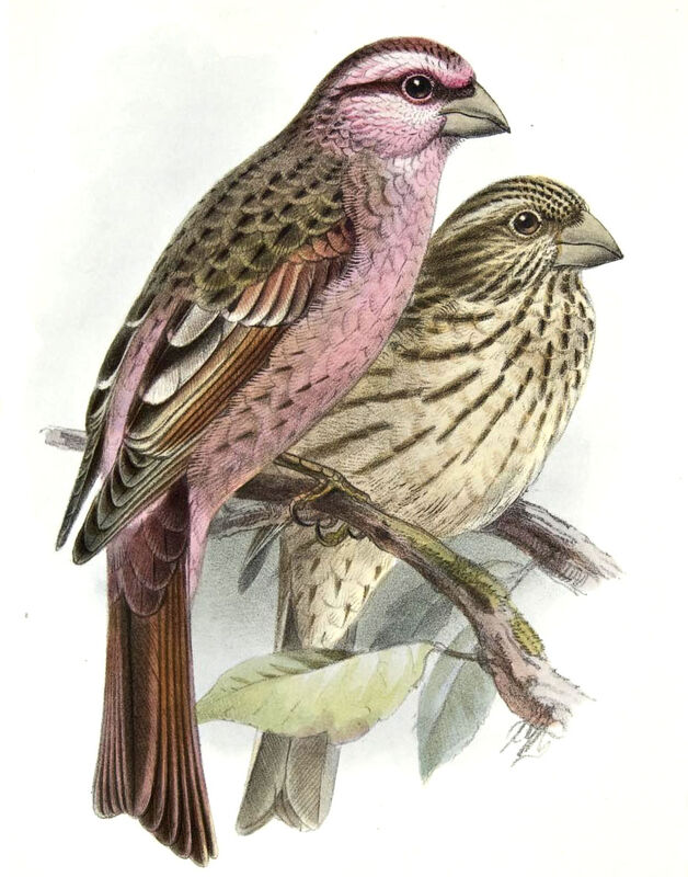 Red-mantled Rosefinch