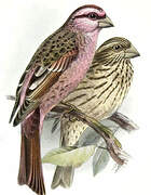 Red-mantled Rosefinch