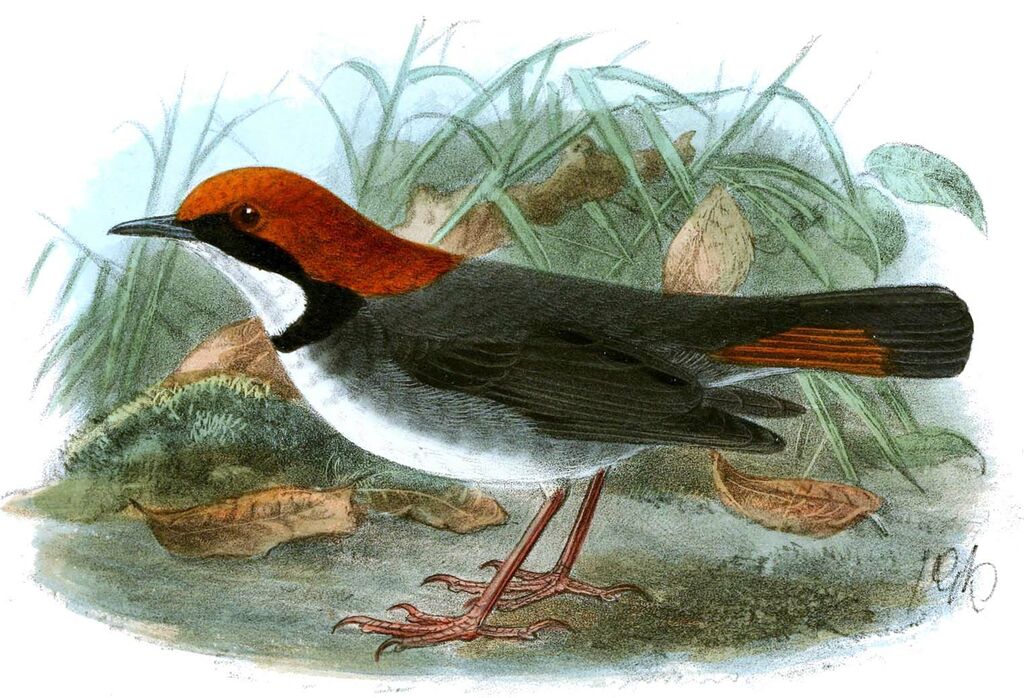 Rufous-headed Robin