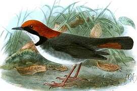 Rufous-headed Robin