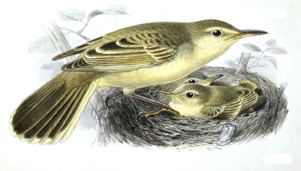 Southern Marquesan Reed Warbler