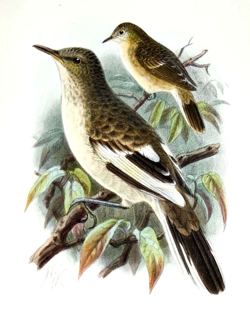 Pitcairn Reed Warbler