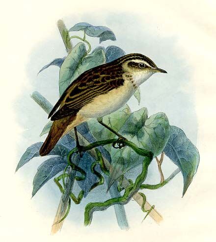 Eurasian Reed Warbler