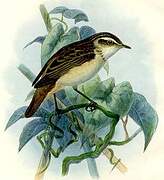 Common Reed Warbler