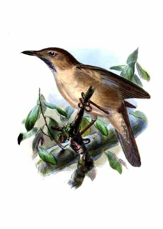 Clamorous Reed Warbler