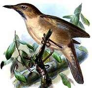 Clamorous Reed Warbler