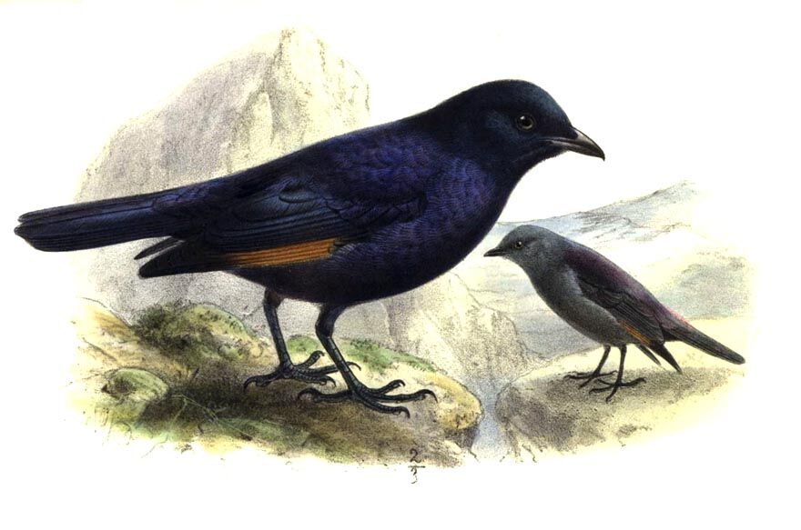 Waller's Starling