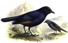 Waller's Starling