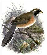 Many-colored Chaco Finch