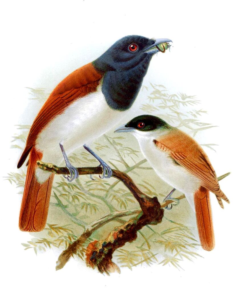 Rufous Vanga