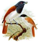 Rufous Vanga