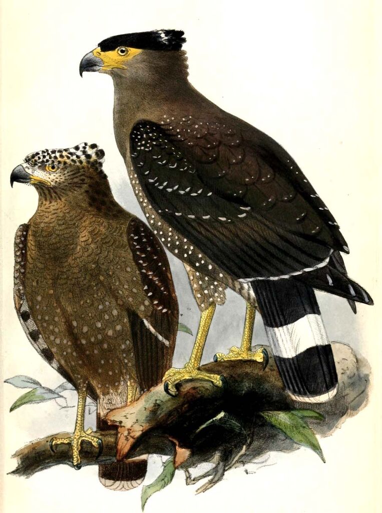 Crested Serpent Eagle