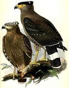 Crested Serpent Eagle