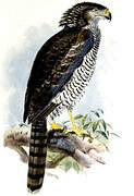 Madagascar Serpent Eagle