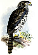 Madagascan Serpent Eagle