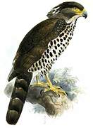 Congo Serpent Eagle