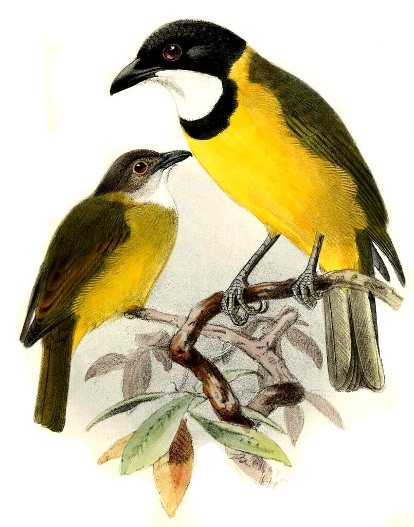 Australian Golden Whistler