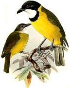 Australian Golden Whistler