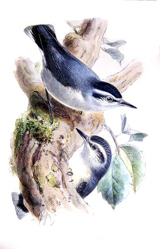 Corsican Nuthatch