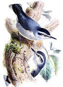 Corsican Nuthatch