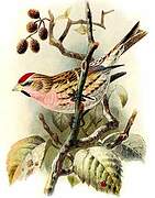 Common Redpoll