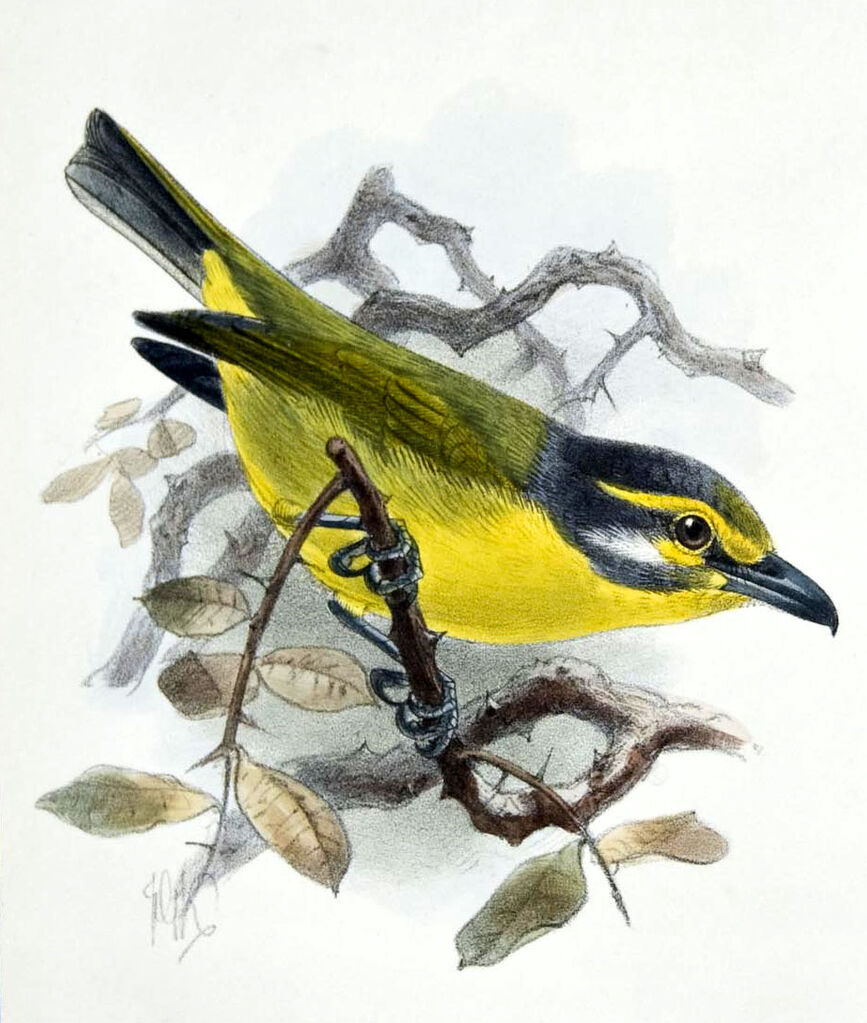 Slaty-capped Shrike-Vireo