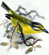 Slaty-capped Shrike-Vireo