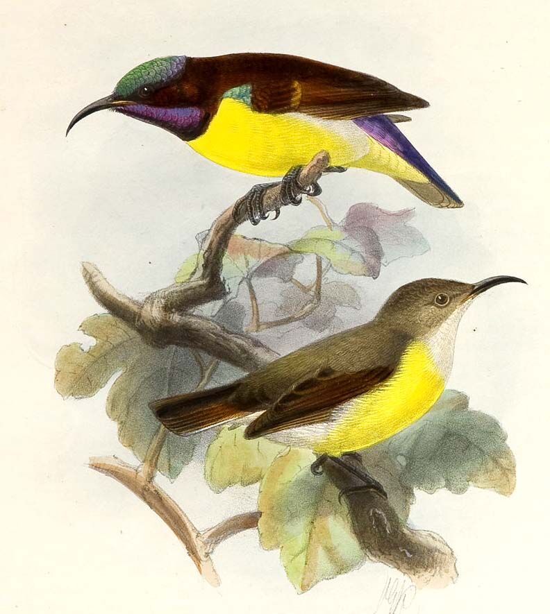 Purple-rumped Sunbird