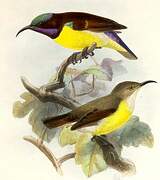 Purple-rumped Sunbird