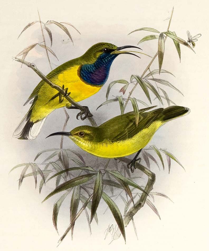 Olive-backed Sunbird